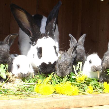 Bio-Bauernhof Bachangerhof Kossen Bagian luar foto